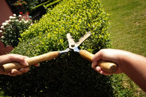 A close-up view of two hands using pruning shears with wooden handles to trim a dense, well-maintained green hedge in a garden setting. The hedge has small, bright green leaves and is situated on a neatly kept lawn area with visible grass extending in the background. The garden features a mix of flowering plants, including some white blossoms, and a stone or paved path can be seen nearby, suggesting a landscaped outdoor space typical of residential gardens in Belmont or nearby areas. The lighting indicates a clear, sunny day, highlighting the vibrant greenery and the active maintenance work being undertaken, which aligns with professional gardening services provided by Gardener Belmont in the local area.